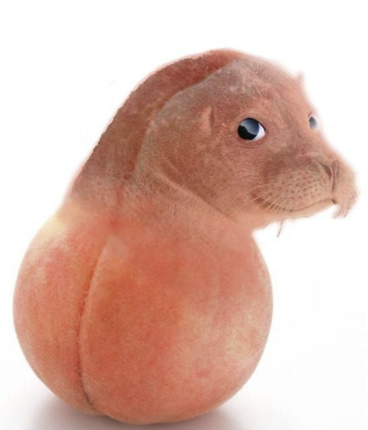 le-phoque