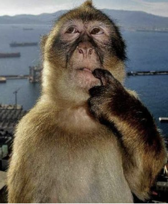 monkey-erm