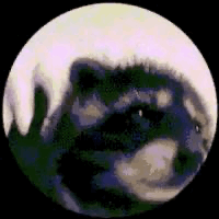 spining-racoon